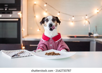 Licking Dog Is Sitting At The Table Dressed In Clothes Like A Person. Pet Eats Food From A Plate. Pet Like Human