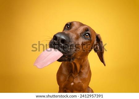 licking dog in studio with yellow
color background having fun. rhodesian ridgeback photography of cute dog nose catching the treats.