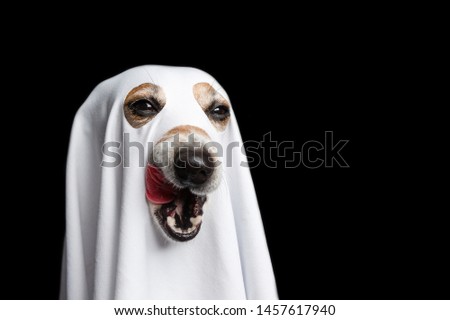 Licking halloween treat or trick funny dog face. Black background. White ghost costume