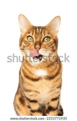 Licking hungry Bengal cat on a white background. Studio shot.