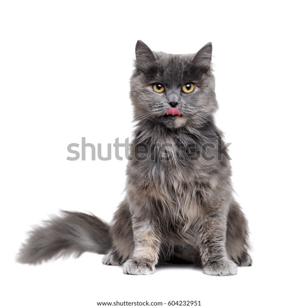 Lebende Flauschige Katze Die In Einem Stockfoto Jetzt Bearbeiten