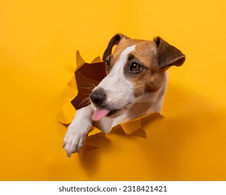 Licking jack russell terrier comes out of a paper orange background tearing it. 