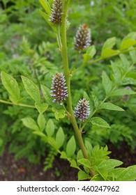 Licorice; Glycyrrhiza, Glabra; Bush