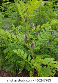 Licorice; Glycyrrhiza, Glabra; Bush