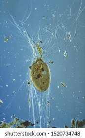 Lieberkuhnia, A Large Shelled Marine Amoeba. A Network Of Pseudopodia Extends From The Aperture To Capture Diatoms And Other Food. Light Micrograph Of Living Cell.