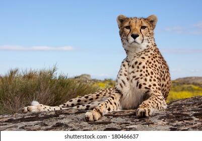 Lieing Cheetah