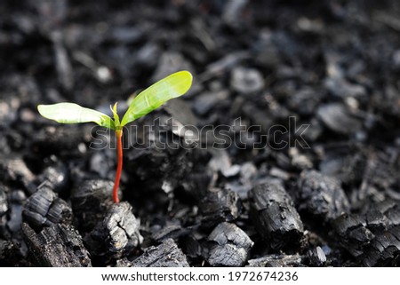 Life after death, green sprout on the coals after the fire. Rebirth of nature after the fire. Rebirth concept Foto d'archivio © 