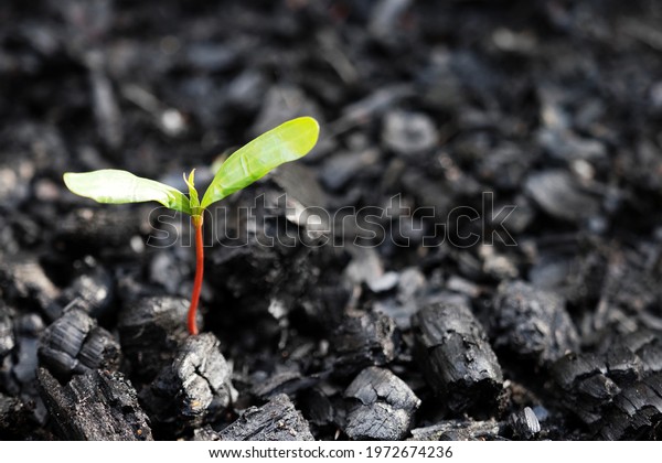 Life after death,\
green sprout on the coals after the fire. Rebirth of nature after\
the fire. Rebirth concept