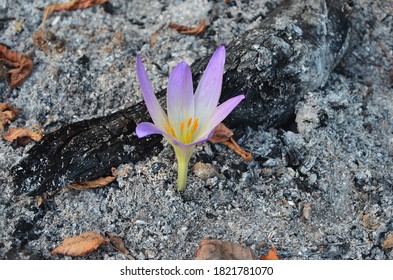 Life After The Fire. Flower From The Ashes. New Life.