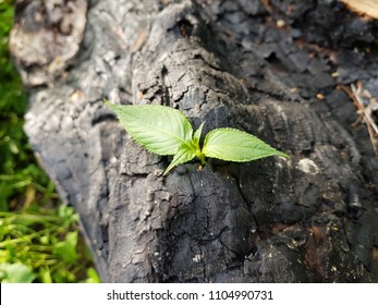 Life After A Fire In The Forest. A New Small Green Sprout From A Charred Wood Stub. Life Concept