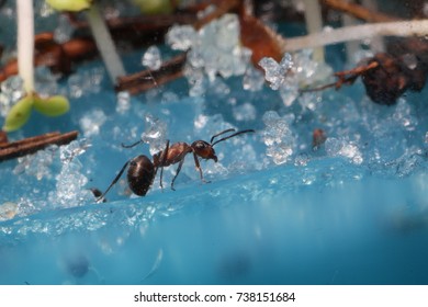 Life of ants in approximation
