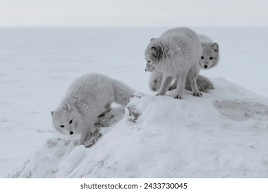 Life of Arctic foxes in the northern winter tundra. White and fluffy polar foxes hunting and playing in the snow. Wild fauna of the polar region on the Arctic islands - Powered by Shutterstock