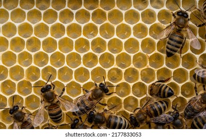 Life Of The Bee Begins With Egg. Queen Bee Laid Eggs In Honeycombs.