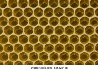 Life Of The Bee Begins With Egg.
Queen Bee Laid Eggs In Honeycombs.
