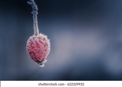 Life Below Zero / Red Berry Covered In Frost At Minus 3.