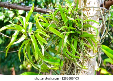 Life Between Tree And Orchid Is Commensalism System, Orchid Get Benefits And Tree Derives Neither Benefit Nor Harm.