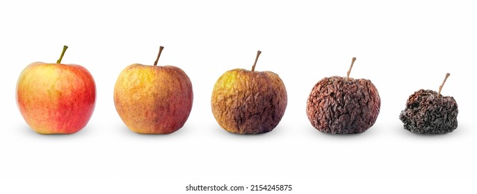 Lebenskreis von Apfelfrüchten von frisch bis faul einzeln auf weißem Hintergrund
