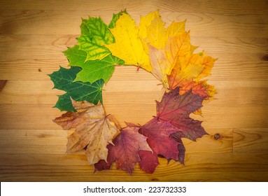 Life Circle Of A Leaf, Autumn Colors, Nature