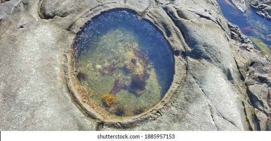 Life in a circular shaped tide pool imaged from directly above