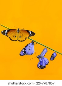 The life cycle of the color sergeant butterfly from caterpillar growth hanging on a twig - Shutterstock ID 2247987857