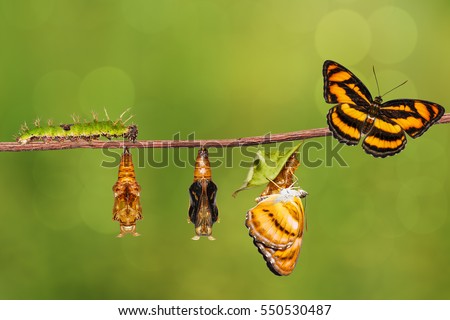 Life cycle of colour segeant butterfly ( Athyma nefte ) from caterpillar and pupa , metamorphosis , growth hanging on twig 