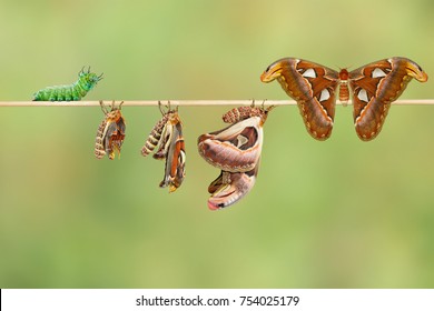 Life Cycle Female Attacus Atlas Moth Stock Photo 754025179 | Shutterstock