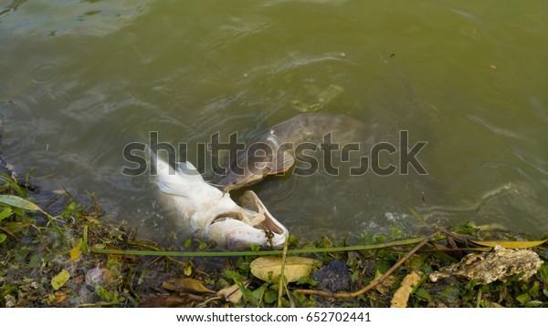 Life Cycle Freshwatera Fish Eat Fish Stock Photo 652702441 | Shutterstock