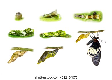 Life cycle of great mormon butterfly