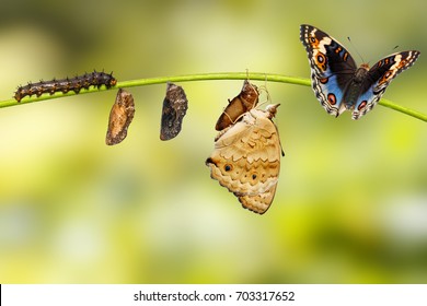 Life cycle of male blue pansy butterfly ( Junonia orithya Linnaeus ) from caterpillar and chrysalis on twig