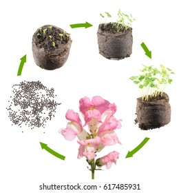 Life Cycle Of Plant. Stages Of Growth Of Snapdragon From Seed To Flowering Plant