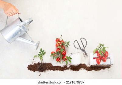 Life Cycle Of Tomato Plant. Growth Stages From Seed To Flowering And Fruiting Plant With Ripe Red Tomatoes On A White Background. Top View.