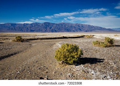Life In Death Valley Shows A Rare Green Hue In The Days Following A Spring Storm.