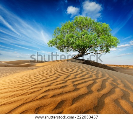 Life ecology solitude concept - lonely green tree in desert dunes