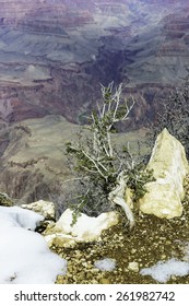 Life at the edge: Juniper tree growing between rocks near melting snow on the South Rim of the Grand Canyon in March, for concepts of tenacity, hardihood, and survival - Shutterstock ID 261982742