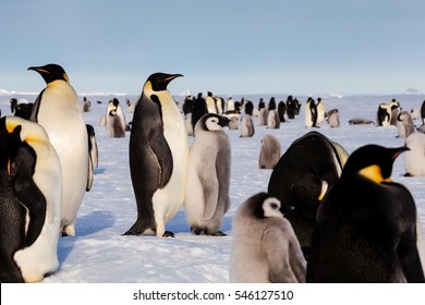 Life Of An Emperor Penguin In The Big Colony