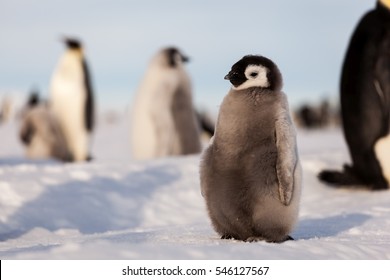 Life Of An Emperor Penguin In The Big Colony