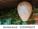 Life hack. Wasp nest decoy of paper in form of elongated ball under roof of economic building. Blurred background. Close-up of false wasp nest. In background is brick wall covered with ivy.