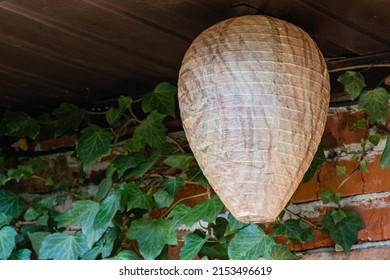 Life hack. Wasp nest decoy of paper in form of elongated ball under roof of economic building. Blurred background. Close-up of false wasp nest. In background is brick wall covered with ivy.