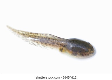 LIFE IMAGE- close-up shot of a tadpole