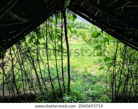 rainforest Virgin forest