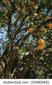 Life Inside The Orange Tree