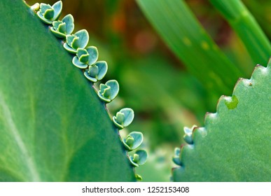 Life Plant Miracle Leaf Bryophyllum Pinnatum Stock Photo 1252153408 ...