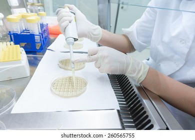 Life Science Professional Grafting Bacteria In The Pettri Dishes. Scientist Researching In The Laboratory.