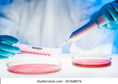 Life science professional pipetting human serum media containing HIV infected cells from petri dish to microtiter plate. High protection degree work.