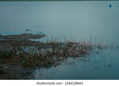 Life of the shells in the river
