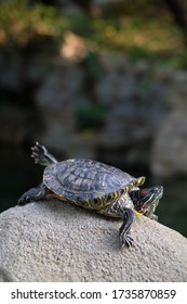 The life of a turtle. Posing in front of the camera. Life in the wild. Sunbathes. Funny animals. Underwater life. Armor is a home.