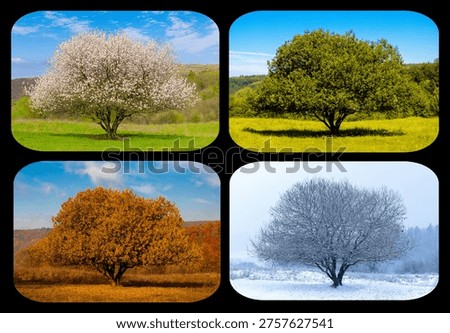 Lifecycle of a tree as it transitions through the four seasons: Spring, Summer, Autumn, and Winter. A collage showing the same deciduous tree during the four seasons