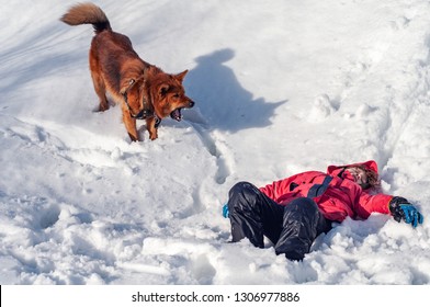 A Lifeguard Dog Found The Boy Unconscious In The Snowy Mountains. Rescue Dog. Helping Those Lost In The Mountains