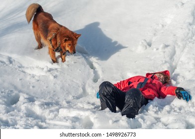 A lifeguard dog found the boy unconscious in the snowy mountains. Rescue dog. Helping those lost in the mountains - Powered by Shutterstock