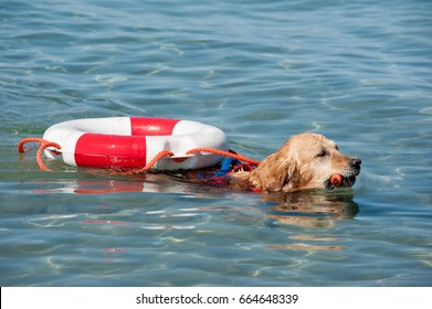 1,534 Lifeguard Dog Images, Stock Photos & Vectors | Shutterstock
